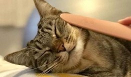 最新爆料原神草猫,原神新角色神秘面纱揭晓，神秘力量引玩家热议