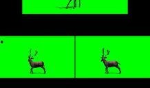 小鹿爆料视频大全最新下载,最新下载内容大揭秘