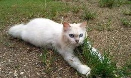 最新爆料原神草猫,原神新角色神秘面纱揭晓，神秘力量引玩家热议