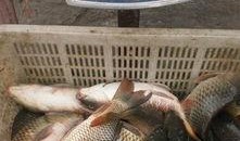 最新偷鱼爆料新闻事件是什么,揭秘黑幕，渔民权益再受挑战